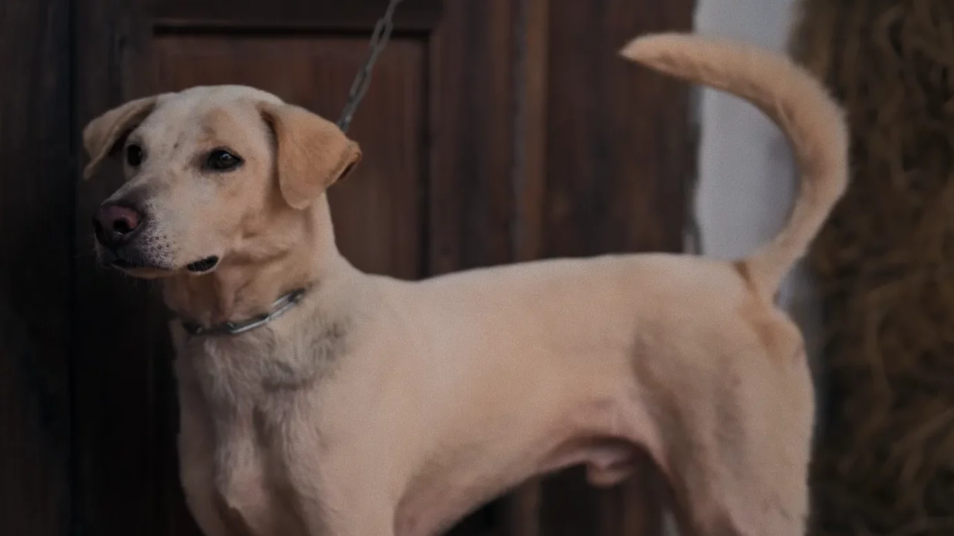 Review phim Quỷ Cẩu – Chó chống gậy đồ sát cả gia đình