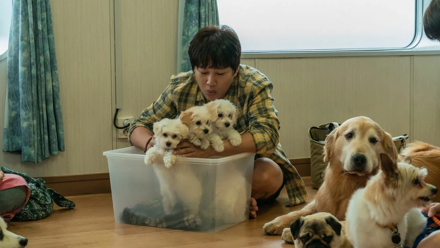 Review phim Tìm Nhà Cho Boss: Hành trình chữa lành với những chú chó dễ thương