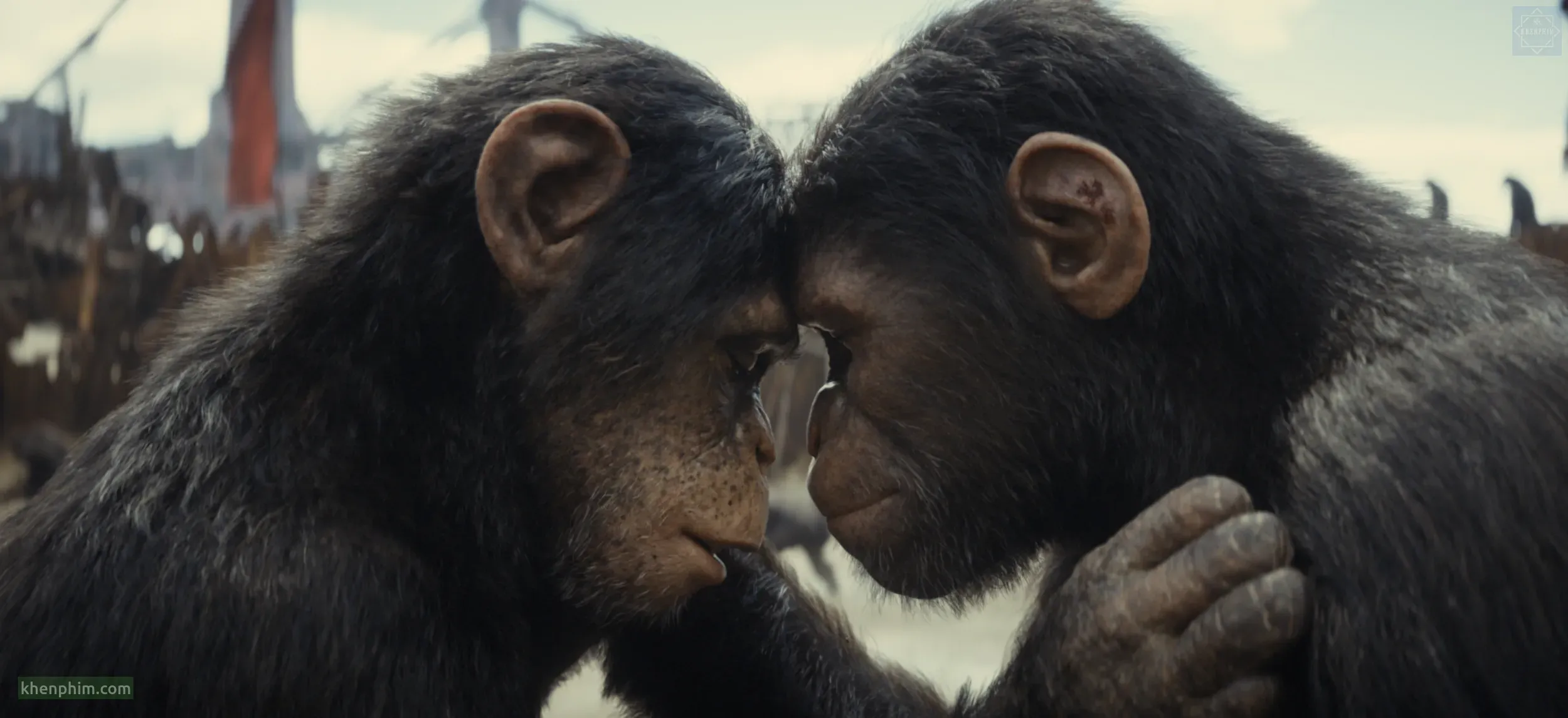 Review phim Hành Tinh Khỉ: Vương Quốc Mới – Vì giống loài hay vì lợi ích chung?